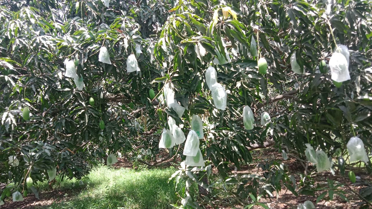 Low tunnel fruit cover installation